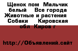 Щенок пом. Мальчик белый  - Все города Животные и растения » Собаки   . Кировская обл.,Киров г.